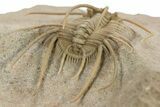 Spiny Boedaspis Trilobite - Museum Quality Specimen #360442-4